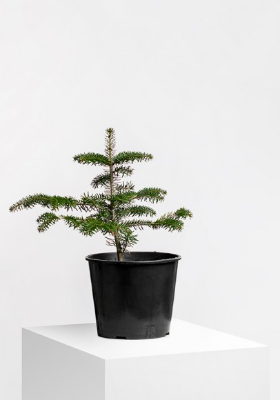 Picea Abies 
