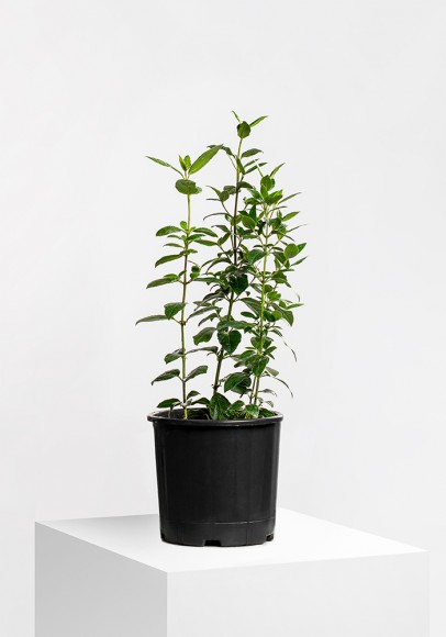 Tinus Başınağacı