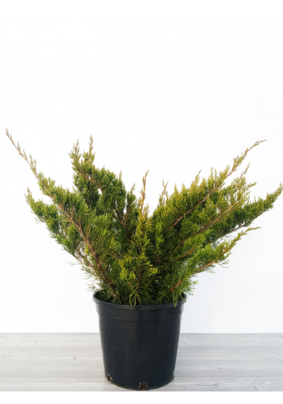 Juniperus Mint Julep