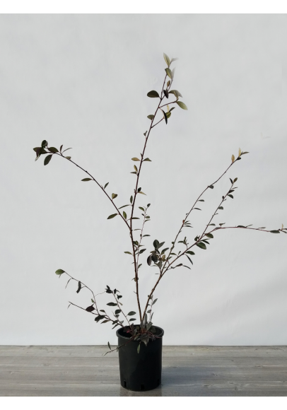 Cotoneastr Tranchetti