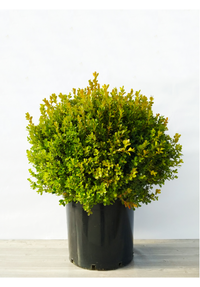  Buxus Ball D40-50