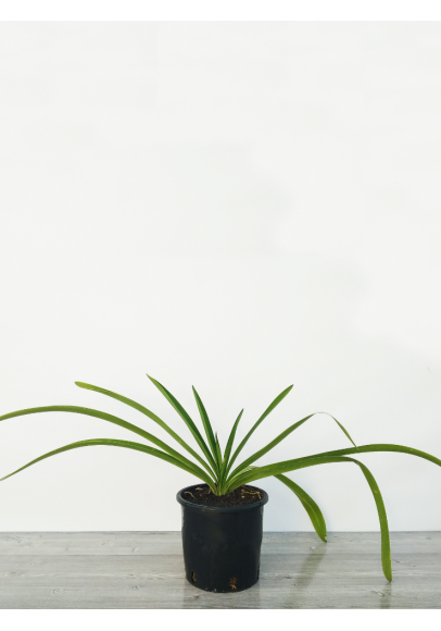 Agapanthus Umbelatus Albus