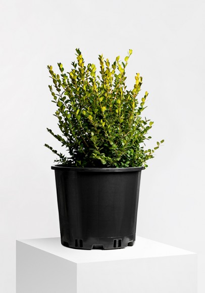 Buxus