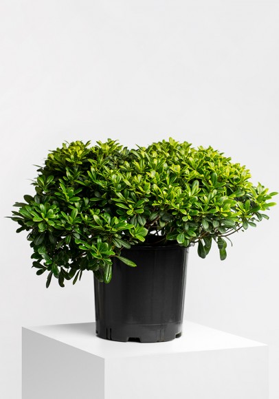 Pittosporum 