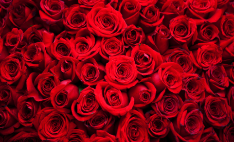 Deco_93822055 Floral