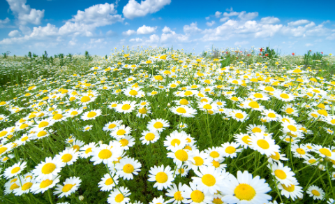 Deco_114430717 Floral